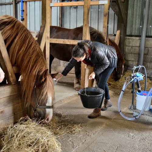 Jumenterie de Cornouaille